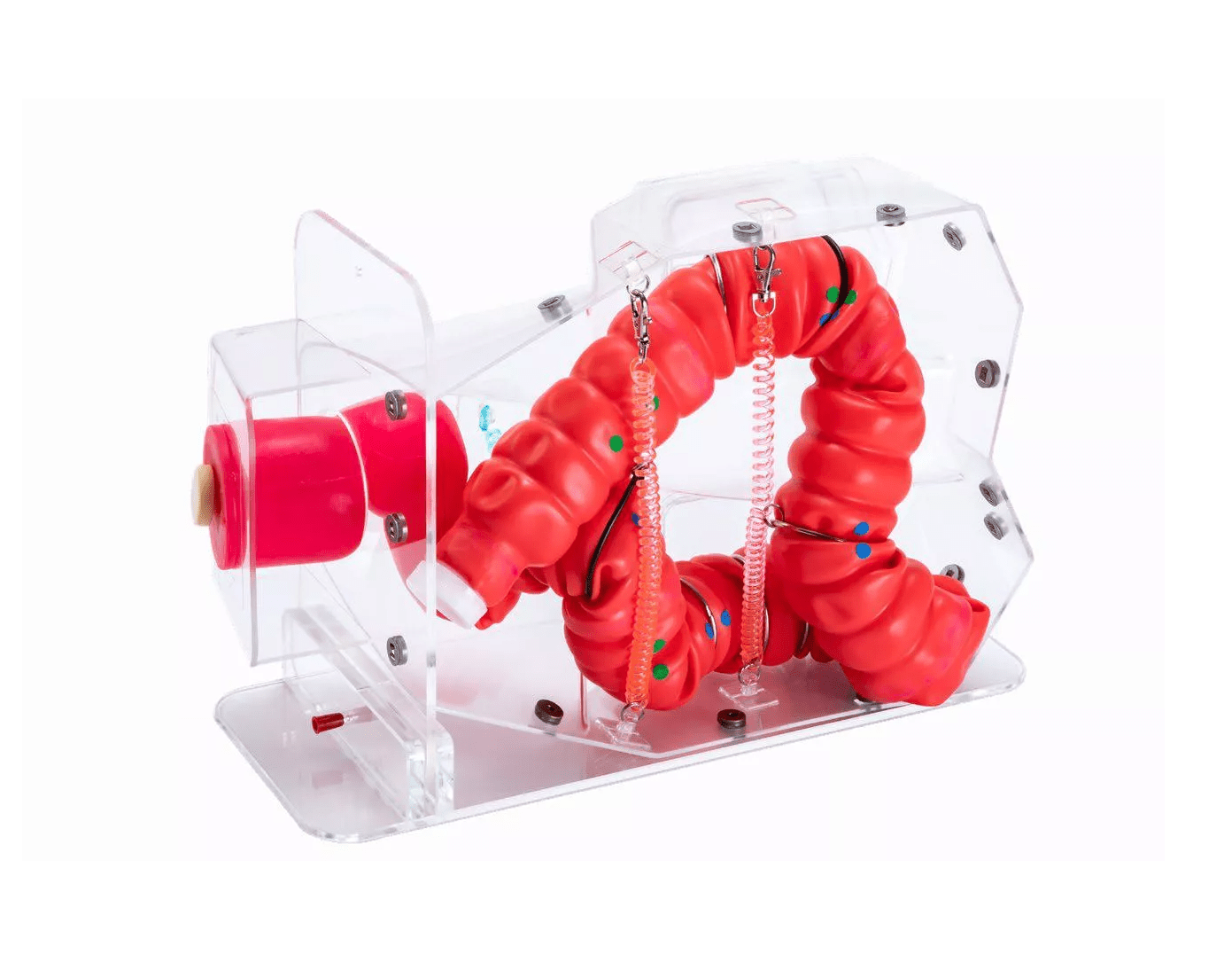 Koloskopie - Trainingsmodell 3D - Erler - Zimmer